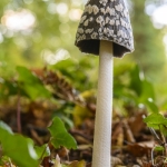 Coprinopsis picacea, Coprinus picaceus, (Coprin pie, Coprin noir et blanc)