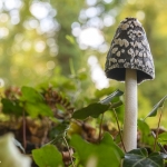 Coprinopsis picacea, Coprinus picaceus, (Coprin pie, Coprin noir et blanc)