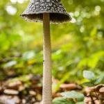 Coprinopsis picacea, Coprinus picaceus, (Coprin pie, Coprin noir et blanc)