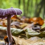 Laccaria amethystina, Clitocybe amethystina, Laccaria amethystea (Laccaire améthyste, Clitocybe améthyste)