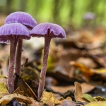 Laccaria amethystina, Clitocybe amethystina, Laccaria amethystea (Laccaire améthyste, Clitocybe améthyste)