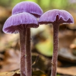 Laccaria amethystina, Clitocybe amethystina, Laccaria amethystea (Laccaire améthyste, Clitocybe améthyste)