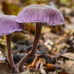 Laccaria amethystina, Clitocybe amethystina, Laccaria amethystea (Laccaire améthyste, Clitocybe améthyste)