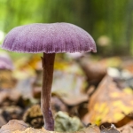 Laccaria amethystina, Clitocybe amethystina, Laccaria amethystea (Laccaire améthyste, Clitocybe améthyste)