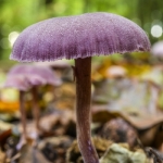 Laccaria amethystina, Clitocybe amethystina, Laccaria amethystea (Laccaire améthyste, Clitocybe améthyste)