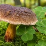 Boletus chrysenteron, Xerocomus chrysenteron, (Bolet à chair jaune)