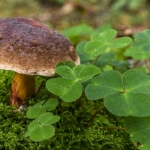 Boletus chrysenteron, Xerocomus chrysenteron, (Bolet à chair jaune)