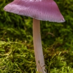 Mycena rosea (Mycène rose)