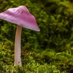 Mycena rosea (Mycène rose)