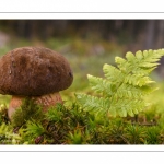 Bolet à pied rouge, Neoboletus erythropus