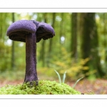 Cortinaire violet - Cortinarius violaceus