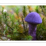 Cortinaire violet - Cortinarius violaceus