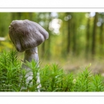 Cortinarius paralbocyaneus Eyssartier