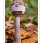 Macrolepiota procera (la lépiote élevée, coulemelle)