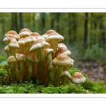 Hypholoma fasciculare (Hypholome en touffes)