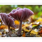 Laccaria amethystina (Clitocybe amethystina,Laccaire améthyste, Clitocybe améthyste)