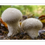 Vesse-de-loup perlée (Lycoperdon perlatum)