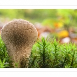 Vesse-de-loup perlée (Lycoperdon perlatum)