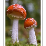 Amanite tue-mouches (Amanita muscaria)