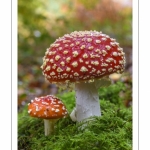 Amanite tue-mouches (Amanita muscaria)