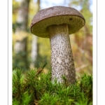 Leccinum scabrum (Bolet rude, Bolet rude des charmes)