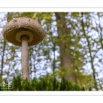 Macrolepiota procera (la lépiote élevée, coulemelle)