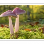 Mycène rose (Mycena rosea)