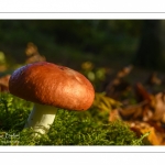 Russula fageticola (Russule du hêtre)