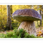 Boletus edulis (Cèpe de Bordeaux)