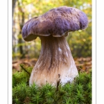 Boletus edulis (Cèpe de Bordeaux)