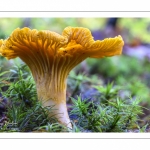 Cantharellus cibarius (Girolle, Chanterelle, Jaunotte, Jauniré, Fifrelin)