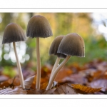 Coprinellus micaceus (coprin micacé)