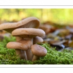 Lactarius decipiens (Lactaire trompeur)