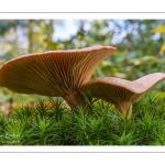 Lactarius decipiens (Lactaire trompeur)