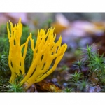 Ramaria aurantiaca (clavaire dorée)