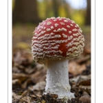 Amanite tue-mouches (Amanita muscaria)