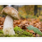 Boletus edulis (Cèpe de Bordeaux)