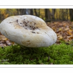 Lactarius vellereus (Lactaire velouté)