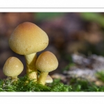 Hypholoma fasciculare (Hypholome en touffes)