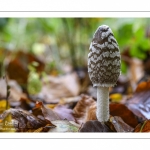 Coprin pie ou Coprin noir et blanc (Coprinopsis picacea)