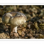 Russule noircissante (Russula nigricans)