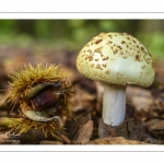 Amanita citrina (amanite citrine)