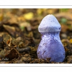 Cortinarius paralbocyaneus Eyssartier