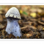 Cortinarius paralbocyaneus Eyssartier