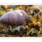 Russule charbonnière (Russula cyanoxantha)