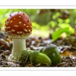 Amanita muscaria (amanite tue-mouches)