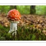 Amanita muscaria (amanite tue-mouches)