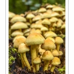 hypholoma fasciculare (hypholome en touffe)