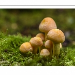 hypholoma fasciculare (hypholome en touffe)