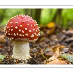 Amanita muscaria (amanite tue-mouches)